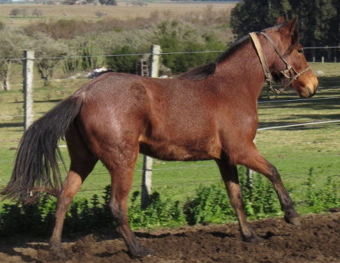 Lote BOLEADORA LA FLECHILLA