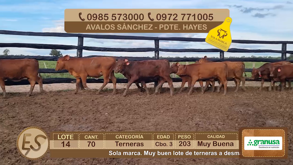 Lote Lote 14