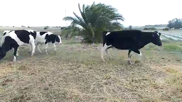 Lote 20 Novillos HOLANDOS 270kg - , San José