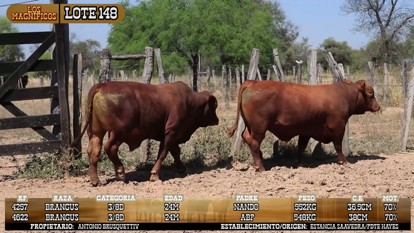 Lote LOTE 148 - POR PANTALLA