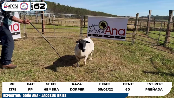 Lote LOTE 62