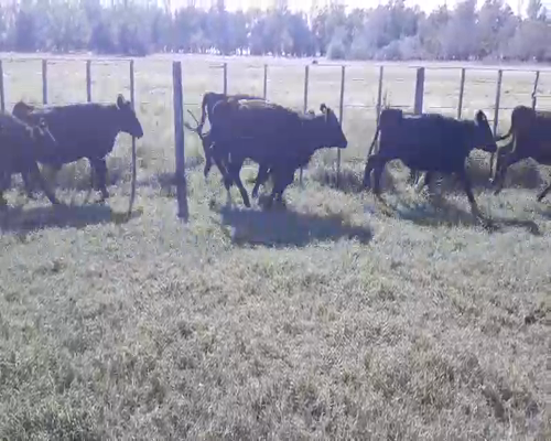 Lote 22 Terneras en Olavarría, Buenos Aires