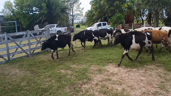 Lote 15 Terneros Holando Argentino en Sunchales, Santa Fe
