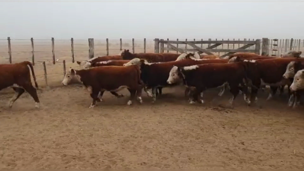 Lote 70 TERNS. HEMBRAS, LA CESIRA, PCIA. DE CORDOBA