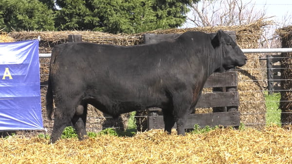 Lote TOROS ABERDEEN ANGUS PP