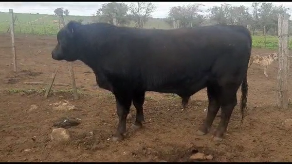 Lote 1 toro Angus servicio