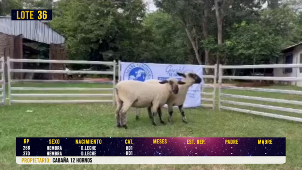 Lote LOTE 36