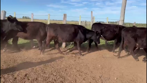 Lote VIENTRES ENTORADOS