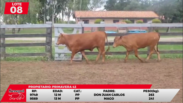 Lote LOTE 8