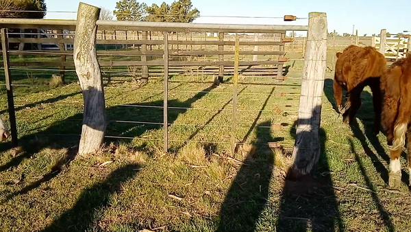 Lote 21 Terneros en Salazar, Buenos Aires