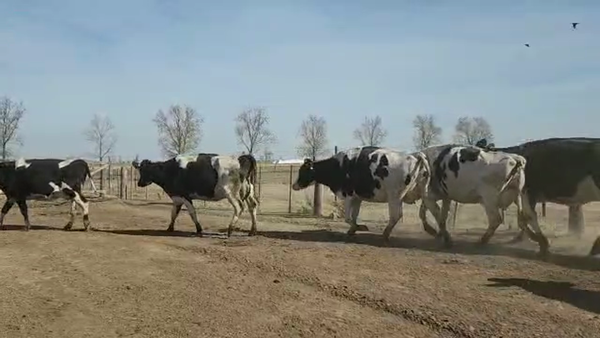 Lote Est. Don Osvaldo - Produccion