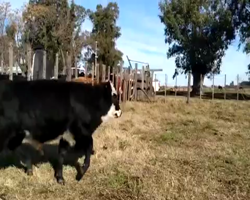 Lote 50 Terneros/as de 170Kg en Navarro, Buenos Aires