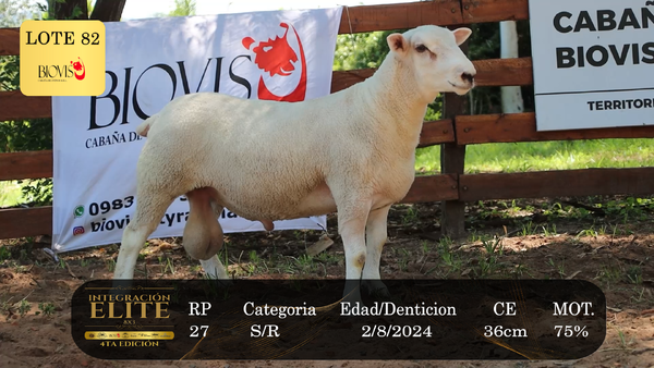Lote LOTE 82