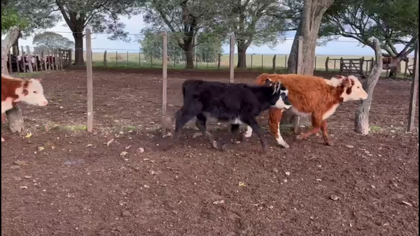 Lote TERNEROS Y TERNERAS
