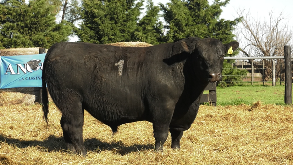 Lote TOROS ANGUS PURO CONTROLADO