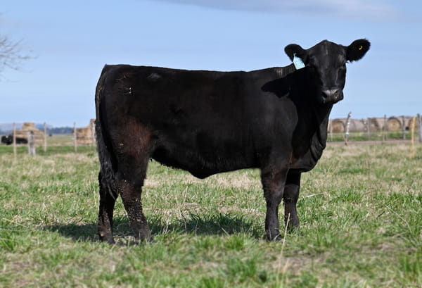 Lote TERNERAS PEDIGREE