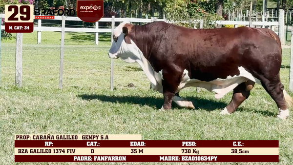 Lote LOTE 29