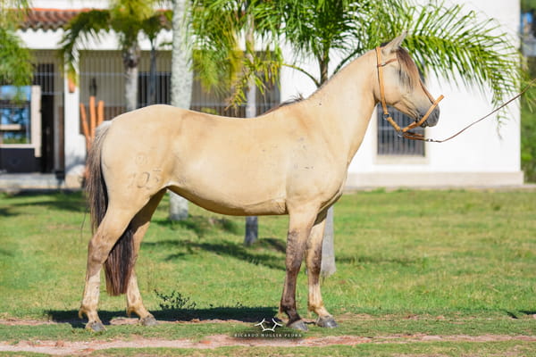 Lote RP 103 - Escarcha