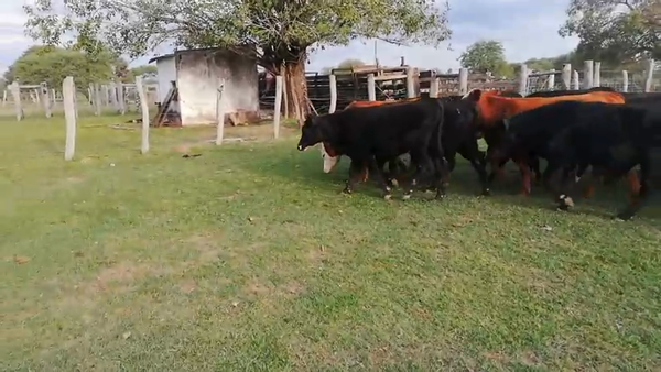 Lote 100 Terneros en Federal, Entre Ríos