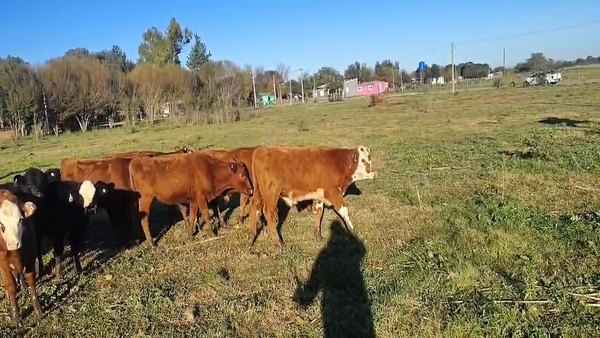 Lote 33 Terneros/as