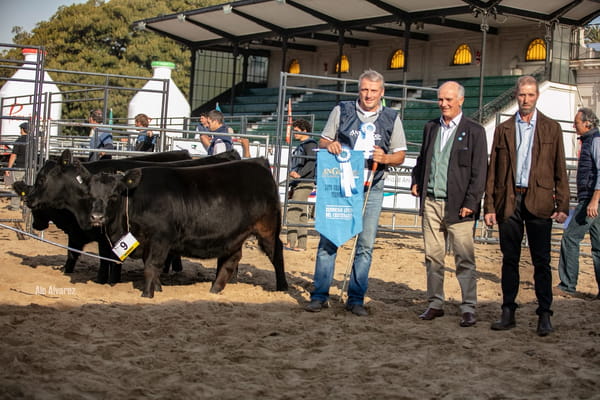 Lote Elección