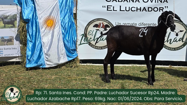 Lote 71