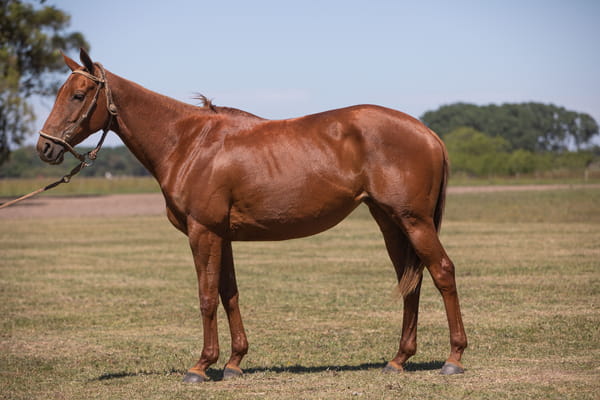 Lote YAPA ABRIL(MACHITOS KRUPA-ANAY SUR SOLANA)