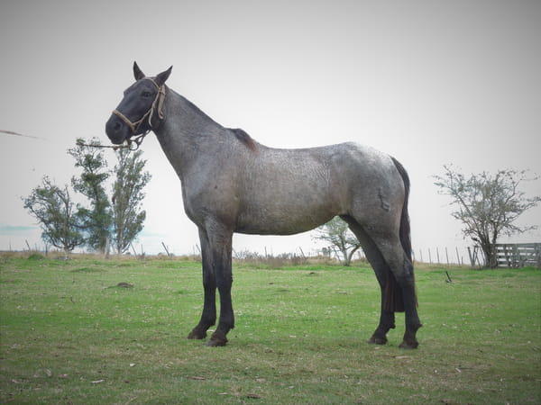 Lote CHISPA EL TACUARAL - R.P. 320