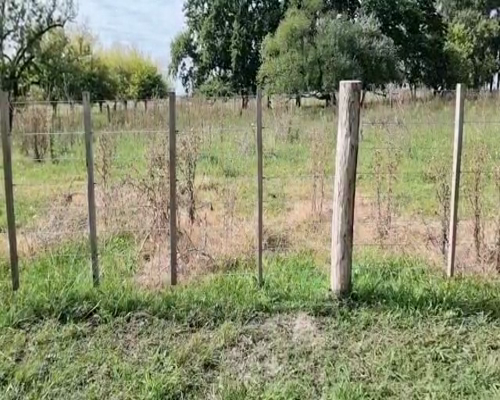 Lote 57 Vaquillonas preñadas en Tapalqué, Buenos Aires