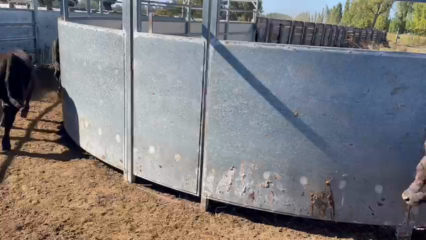 Lote 65 Ternero en Los Ángeles, VIII Región Biobío