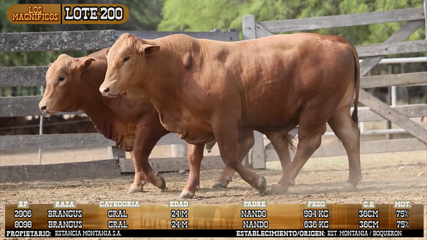 Lote LOTE 200 - VIVO