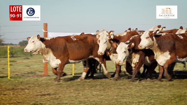 Lote LOTE 90/91 - VACAS BRAFORD GENERALES NUEVAS (S`15,16,17) PREÑADAS SERVICIO NATURAL