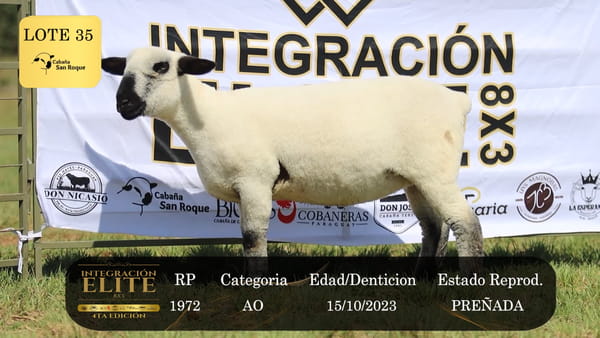 Lote LOTE 35