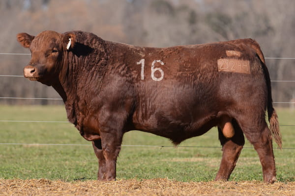 Lote TORO ANGUS PC