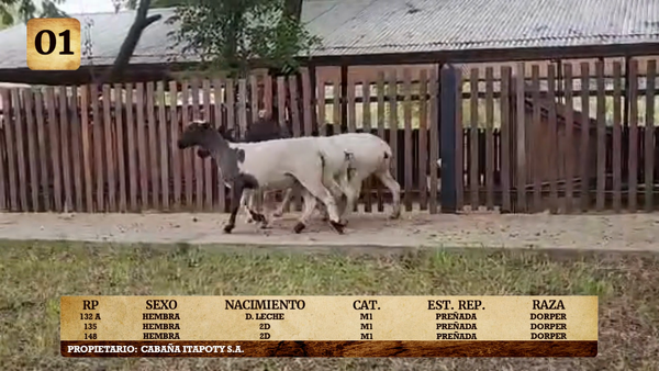 Lote LOTE 1