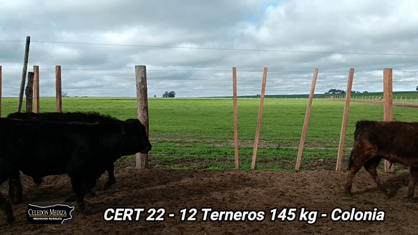 Lote 12 Terneros en La Horqueta, Colonia