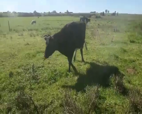 Lote 3 Vacas de Invernada HOLANDO 520kg - , San José