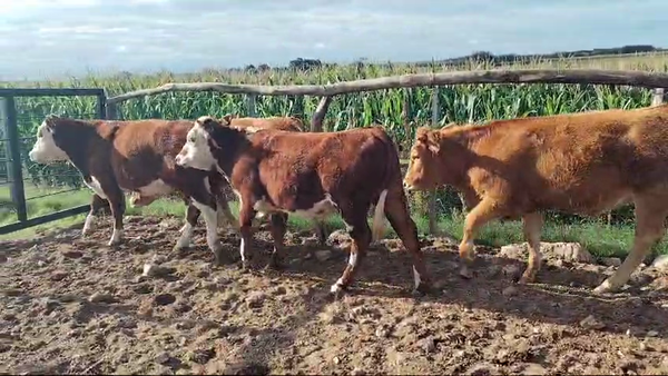 Lote 4 Novillos 1 a 2 años HEREFORD/ LIMANGUS 340kg -  en CONCHILLAS