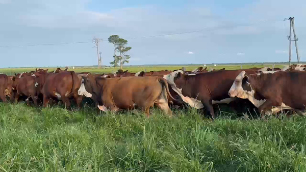 Lote 74 Novillitos en Corrientes, Chavarría