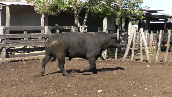 Lote Toro 3 Años