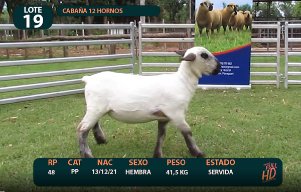 Lote LOTE 19