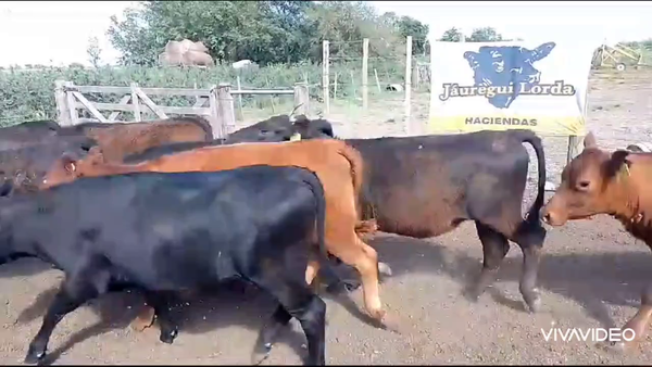 Lote 50 Vaquillonas en Marcos Paz, Buenos Aires