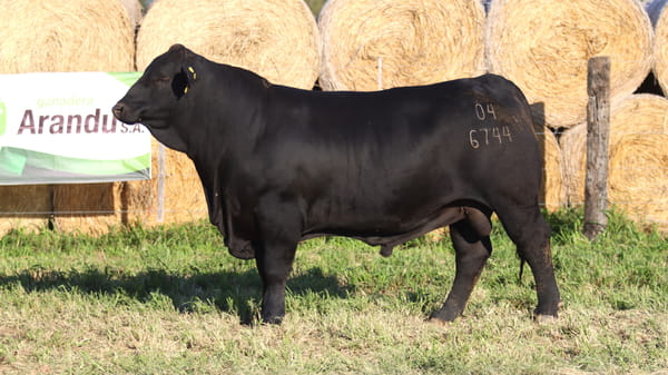 Lote LOTE 65