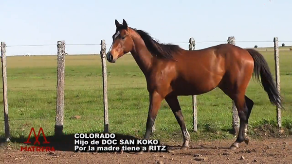 Lote POTRO DE CARRERA COLORADO