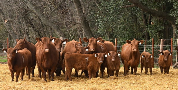 Lote VACAS ANGUS PARIDAS