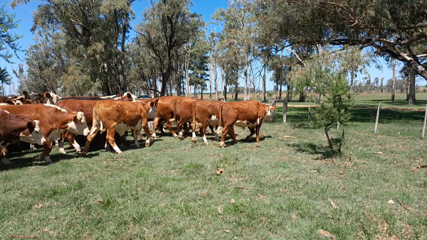 Lote 28 Novillo Consumo en Corrientes, Curuzú-Cuatiá
