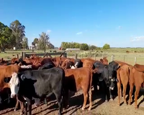 Lote 41 Vaquillonas en Gualeguay, Entre Ríos