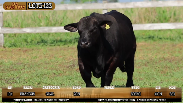 Lote LOTE 123