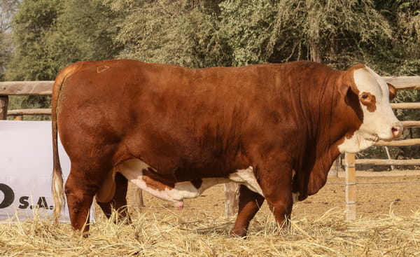 Lote LOTE 27