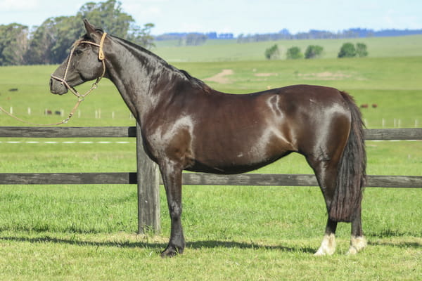 Lote LS BT JOAO DO BARRO 22